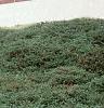 Juniperus chinensis var. sargentii, habit