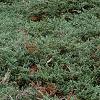 Juniperus chinensis var. sargentii, habit
