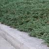 Juniperus chinensis var. sargentii, habit