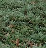 Juniperus chinensis var. sargentii, habit