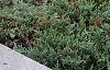 Juniperus chinensis var. sargentii, habit