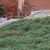 Juniperus chinensis var. sargentii, habit