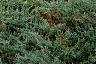 Juniperus chinensis var. sargentii, habit