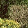 Juniperus chinensis 'Skybrook Gold', habit