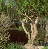 Juniperus chinensis 'Skybrook Gold', habit