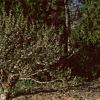 Juniperus chinensis 'Skybrook Gold', habit