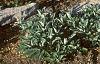 Juniperus chinensis 'Skybrook Gold', habit
