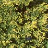 Juniperus chinensis 'Skybrook Gold', habit