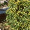 Juniperus chinensis 'Skybrook Gold', habit