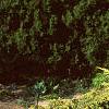 Juniperus chinensis 'Skybrook Gold', habit