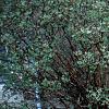 Juniperus rigida var. conferta 'Blue Pacific', habit