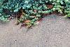 Juniperus rigida var. conferta 'Blue Pacific', habit
