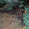 Juniperus rigida var. conferta 'Blue Pacific', habit