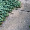 Juniperus rigida var. conferta 'Blue Pacific', habit