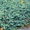 Juniperus rigida var. conferta 'Blue Pacific', habit
