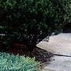 Juniperus rigida var. conferta 'Blue Pacific', habit