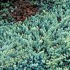 Juniperus rigida var. conferta 'Blue Pacific', habit