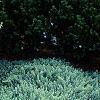 Juniperus rigida var. conferta 'Blue Pacific', habit