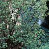 Juniperus rigida var. conferta 'Blue Pacific', habit