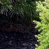 Juniperus communis 'Gold Cone', habit