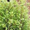 Juniperus communis 'Gold Cone', habit