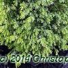 Juniperus communis 'Gold Cone', habit