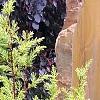 Juniperus communis 'Gold Cone', habit