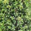 Juniperus communis 'Gold Cone', habit