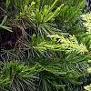 Juniperus communis 'Gold Cone', habit