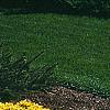 Juniperus horizontalis 'Mother Lode', habit