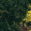 Juniperus horizontalis 'Mother Lode', habit