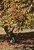 Juniperus rigida, habit