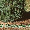 Juniperus rigida, habit
