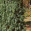 Juniperus rigida, habit