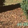 Juniperus rigida, habit