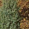 Juniperus rigida, habit