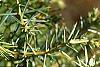 Juniperus rigida, leaves
