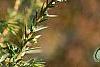 Juniperus rigida, leaves