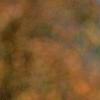 Juniperus rigida, leaves