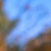 Juniperus rigida, leaves