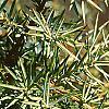 Juniperus rigida, leaves