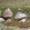 Juniperus sabina 'Broadmoor', habit