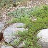 Juniperus sabina 'Broadmoor', habit