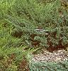 Juniperus sabina 'Broadmoor', habit