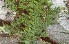 Juniperus sabina 'Broadmoor', habit