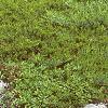 Juniperus sabina 'Broadmoor', habit