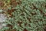 Juniperus sabina 'Broadmoor', habit