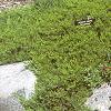 Juniperus sabina 'Broadmoor', habit