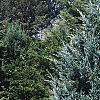 Juniperus scopulorum 'Moffettii', habit