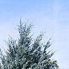 Juniperus scopulorum 'Moffettii', habit